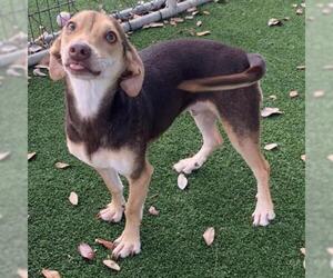 Miniature Pinscher Dogs for adoption in Austin, TX, USA