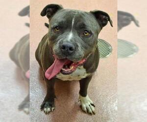 American Staffordshire Terrier Dogs for adoption in Ogden, UT, USA