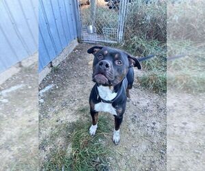 American Pit Bull Terrier-Unknown Mix Dogs for adoption in Calgary, Alberta, Canada