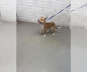Siberian Husky Dogs for adoption in San Bernardino, CA, USA