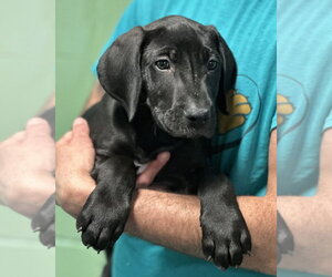Labrador Retriever-Unknown Mix Dogs for adoption in Elmsford, NY, USA