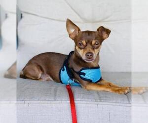 Chihuahua Dogs for adoption in Dallas, TX, USA
