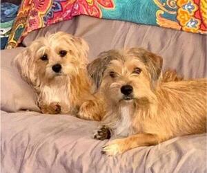Shih Tzu Dogs for adoption in Fort Myers, FL, USA