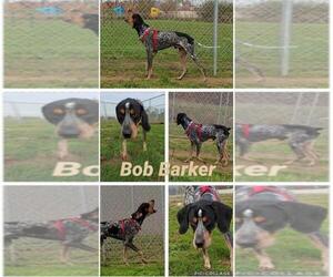 Bluetick Coonhound Dogs for adoption in Pierceton , IN, USA
