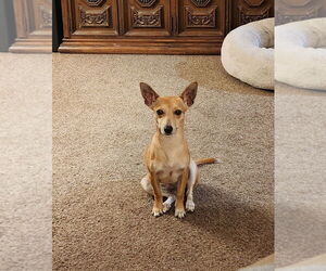 Chihuahua-Unknown Mix Dogs for adoption in Great Bend, KS, USA