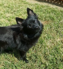 Schipperke Dogs for adoption in Pacolet, SC, USA