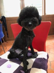Poodle (Toy) Dogs for adoption in Boonton, NJ, USA
