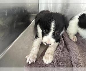 Australian Shepherd Dogs for adoption in Norco, CA, USA