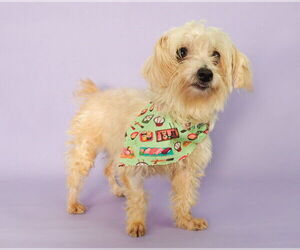 Dandie Dinmont Terrier-Unknown Mix Dogs for adoption in phoenix, AZ, USA