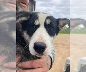 Mutt Dogs for adoption in Calgary, Alberta, Canada