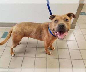 American Staffordshire Terrier Dogs for adoption in Rancho Cucamonga, CA, USA