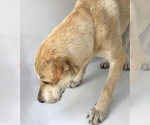 German Shepherd Dog-Unknown Mix Dogs for adoption in Houston, TX, USA