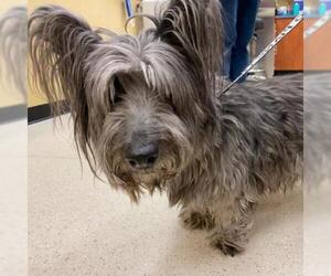 Skye Terrier Dogs for adoption in Colorado Springs, CO, USA