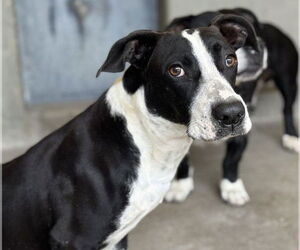 American Pit Bull Terrier Dogs for adoption in San Bernardino, CA, USA
