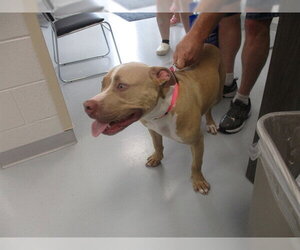 American Pit Bull Terrier Dogs for adoption in Ocala, FL, USA