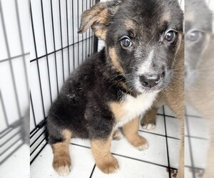 German Shepherd Dog-Unknown Mix Dogs for adoption in Houston, TX, USA