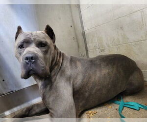 Mutt Dogs for adoption in San Bernardino, CA, USA