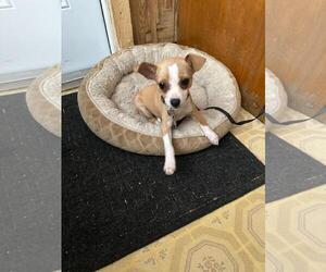 Chihuahua Dogs for adoption in Key Largo, FL, USA