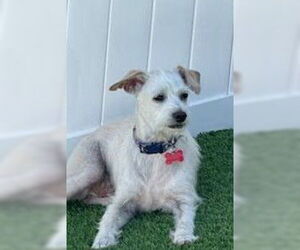 Mutt Dogs for adoption in San Diego, CA, USA