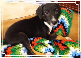 Medium Photo #1 Labbe Puppy For Sale in Chandler, AZ, USA
