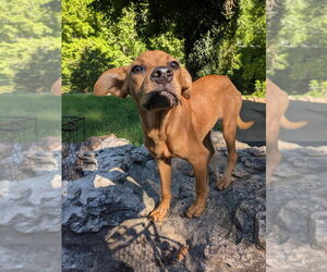 Mutt Dogs for adoption in Vail, AZ, USA
