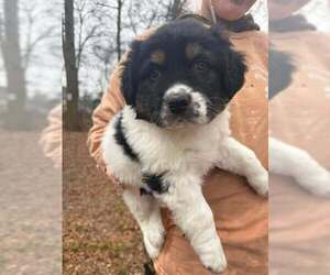 Border Collie-Unknown Mix Dogs for adoption in New York, NY, USA