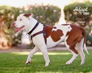 Olde Bulldog Dogs for adoption in Phoenix, AZ, USA