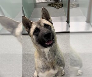 Akita Dogs for adoption in Palmetto, FL, USA