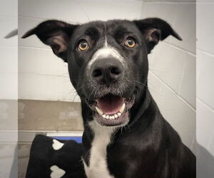 Labrador Retriever-Unknown Mix Dogs for adoption in Tavares, FL, USA