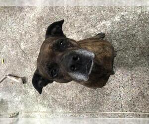 Boxer Dogs for adoption in Miami, FL, USA