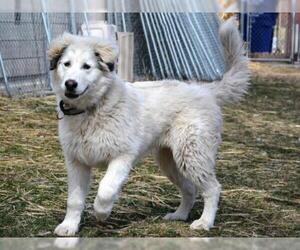 Pyrenees Husky Dogs for adoption in West Valley, UT, USA