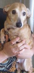 Dachshund Dogs for adoption in Johnson City, TN, USA
