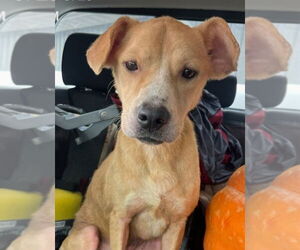 Mutt Dogs for adoption in Foristell, MO, USA