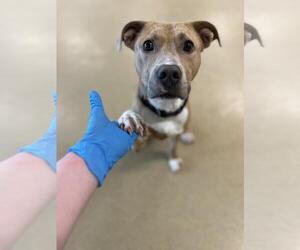 American Pit Bull Terrier-Unknown Mix Dogs for adoption in Derwood, MD, USA