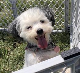 Mal-Shi Dogs for adoption in Kansas City, MO, USA