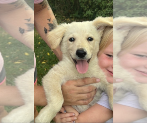 Golden Pyrenees Dogs for adoption in Unionville, PA, USA