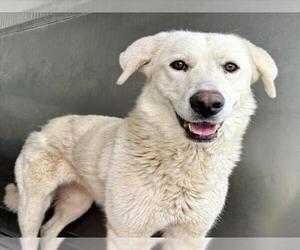 Great Pyrenees Dogs for adoption in San Bernardino, CA, USA