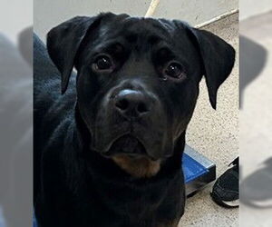 Rottweiler Dogs for adoption in Hillsboro, NH, USA