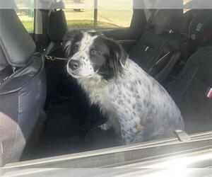 American Staffordshire Terrier-Australian Shepherd Mix Dogs for adoption in San Antonio, TX, USA