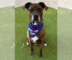 Mutt Dogs for adoption in Fort Lauderdale, FL, USA