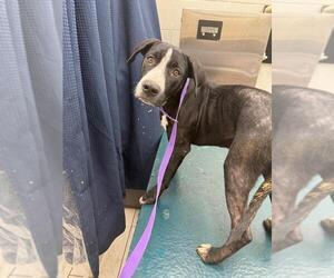 Plott Hound-Unknown Mix Dogs for adoption in Mobile, AL, USA