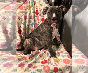 American Pit Bull Terrier Dogs for adoption in Claremore, OK, USA