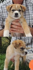 Medium Photo #1 Sheprador Puppy For Sale in Chantilly, VA, USA