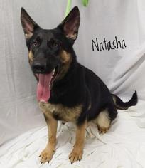 German Shepherd Dog Dogs for adoption in Kendallville, IN, USA