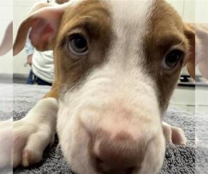 Mutt Dogs for adoption in Peoria, IL, USA