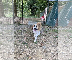 Great Pyrenees-Unknown Mix Dogs for adoption in Tracy City, TN, USA