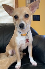 Chi-Corgi Dogs for adoption in Pawtucket, RI, USA