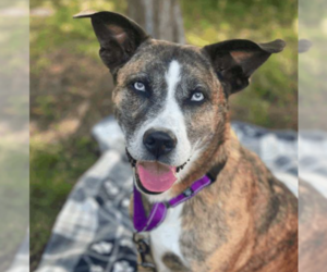 Mountain Cur-Unknown Mix Dogs for adoption in Westwood, NJ, USA