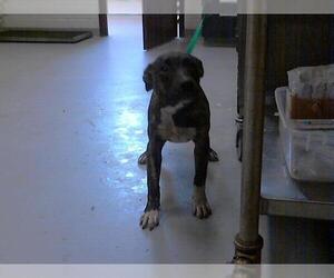 Labrador Retriever-Unknown Mix Dogs for adoption in Fayetteville, NC, USA