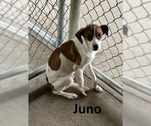 Rat Terrier-Unknown Mix Dogs for adoption in Mountain View, AR, USA